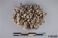 藏品(珊瑚化石)的圖片